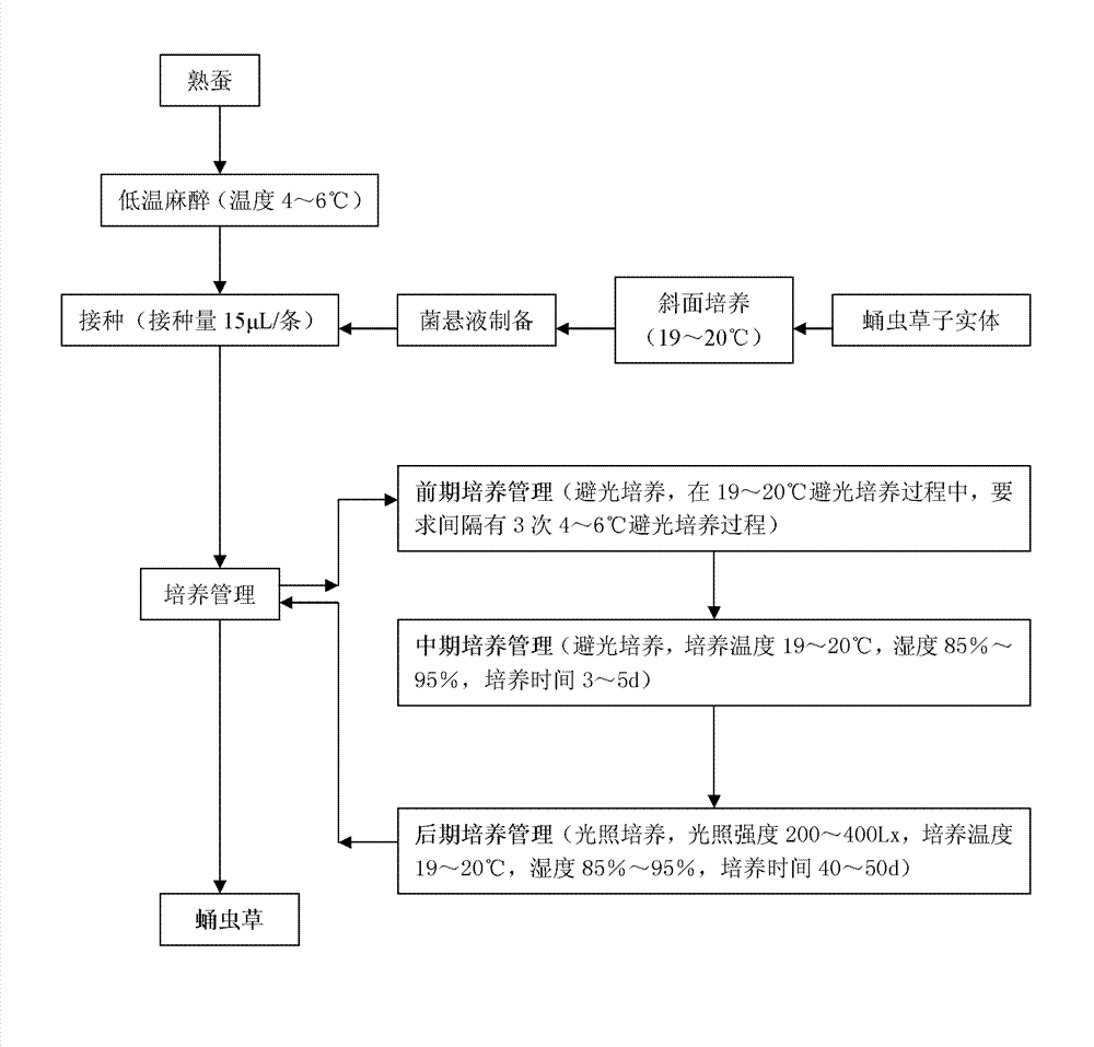 Method for breeding cordyceps militaris by utilizing silkworm larvae