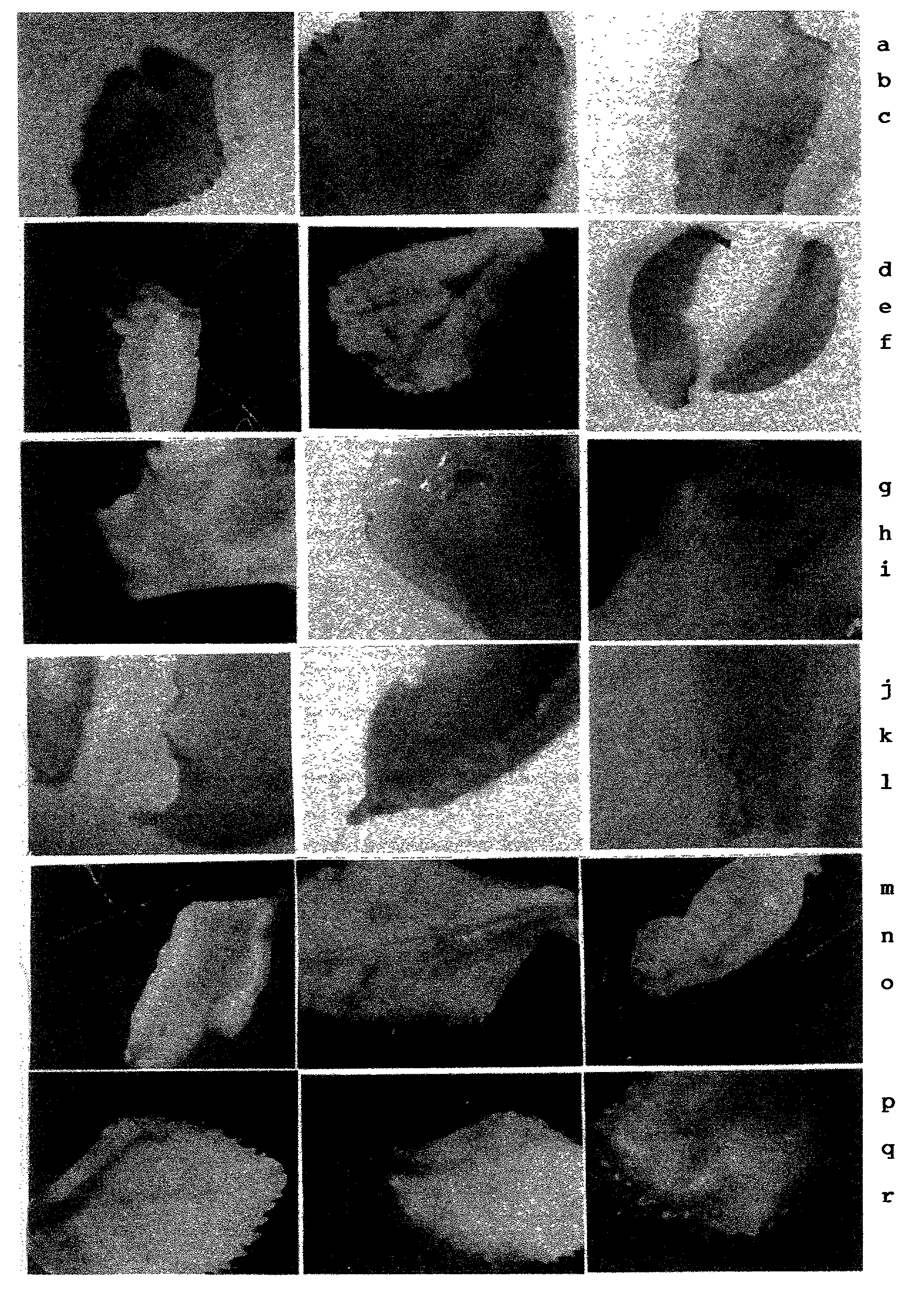 Transgenic tea through biolistic using leaf explants