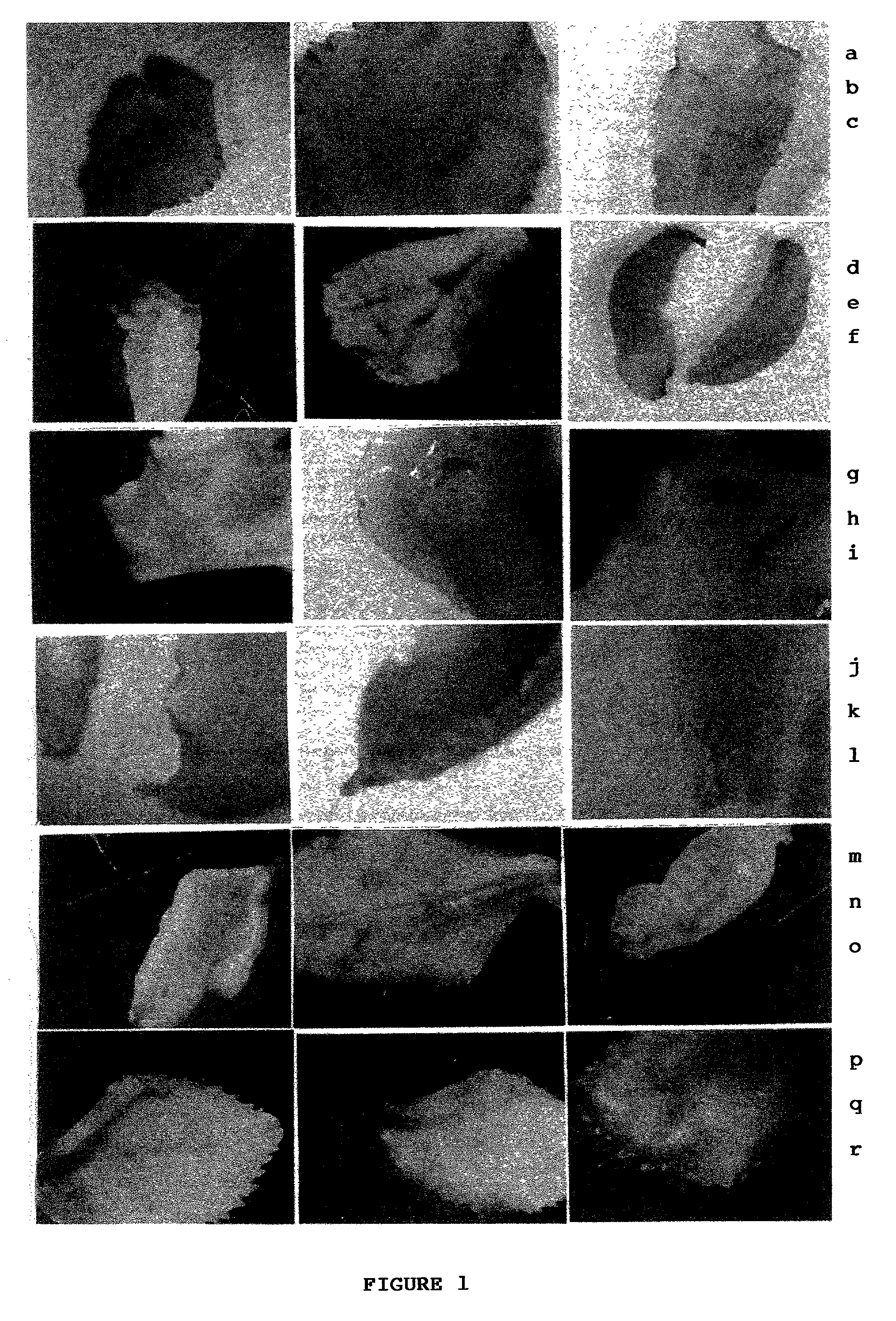 Transgenic tea through biolistic using leaf explants