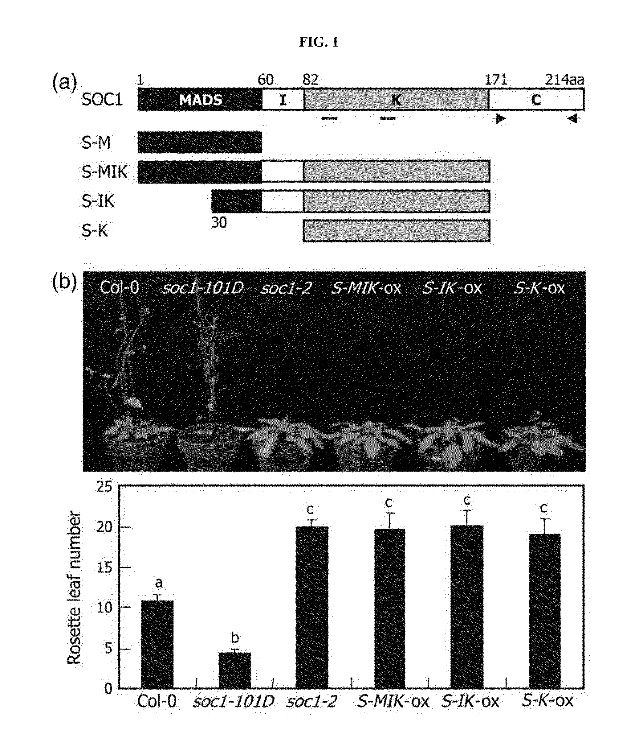 Method for inactivating target transcription factor using artificial small interfering peptide and use thereof