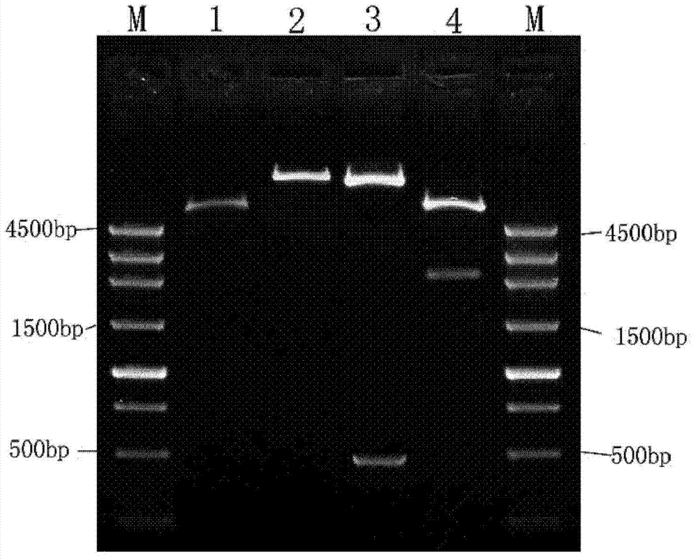 Application of growth factor gene drug in preventing and treating stress-related gastrointestinal injury