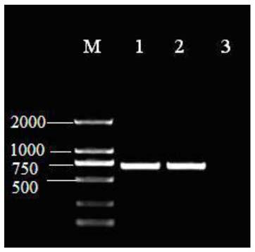 Specific gene and molecular identification method of culicolides brevipalpis