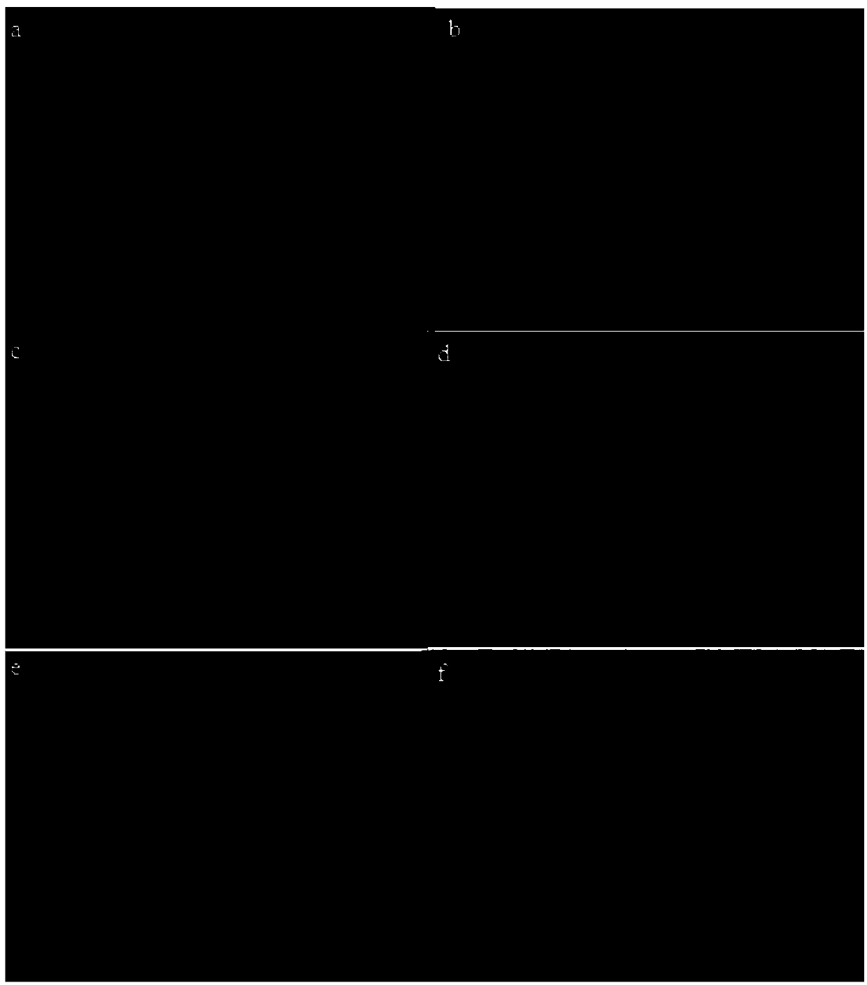 Fluorescence tracking method for transportation direction and route of assimilate of in-vitro lily plant