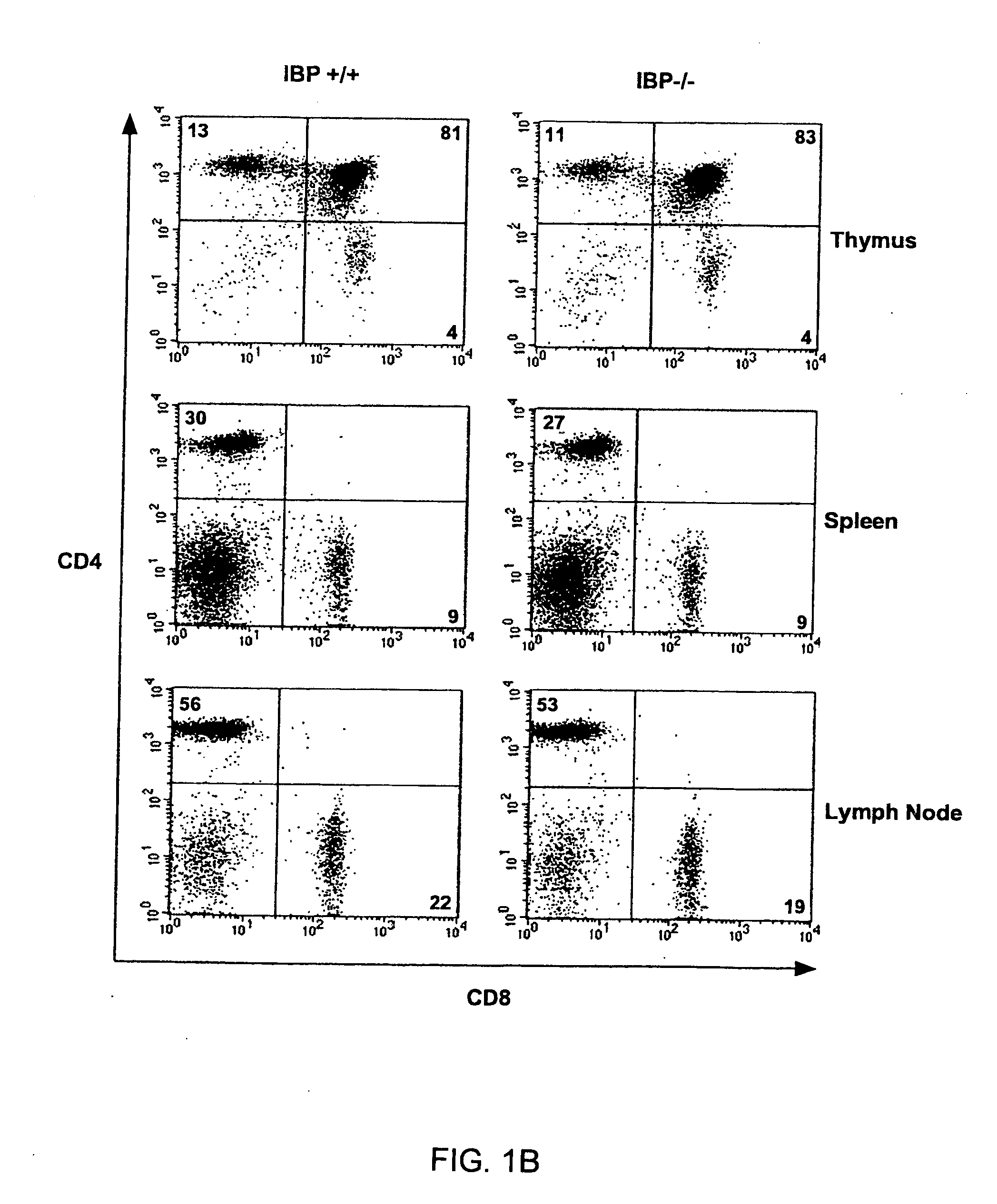 Method to modulate the immune system with a novel guanine nucleotide exchange factor