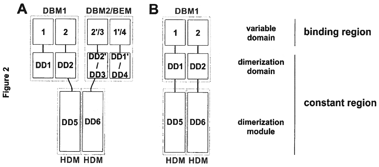 Multivalent binding molecules