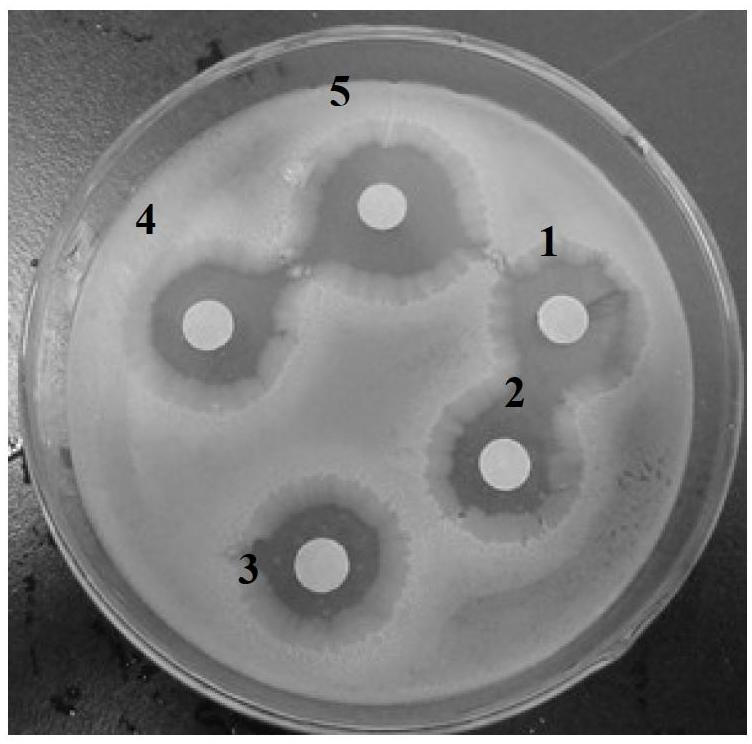 Microwave extraction method for dryopteris fragrans(L.)schott essential oil