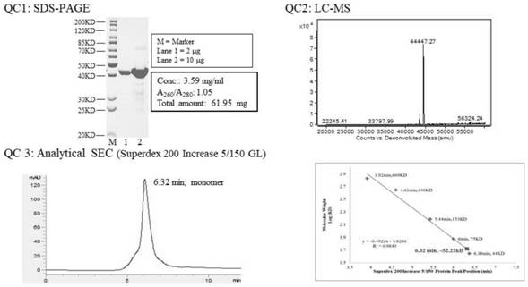 Efficient-expression recombinant TEV enzyme with high activity and stability as well as preparation method, determination method and application of recombinant TEV enzyme