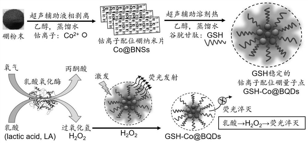 Preparation method of lactic acid fluorescent nano biological probe based on enzyme catalytic reaction of cobalt ion coordination type boron quantum dots