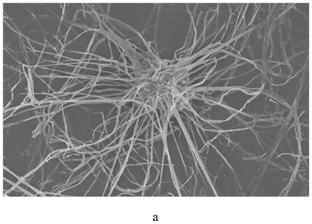 Aureobasidium aureum MR-57 and application thereof