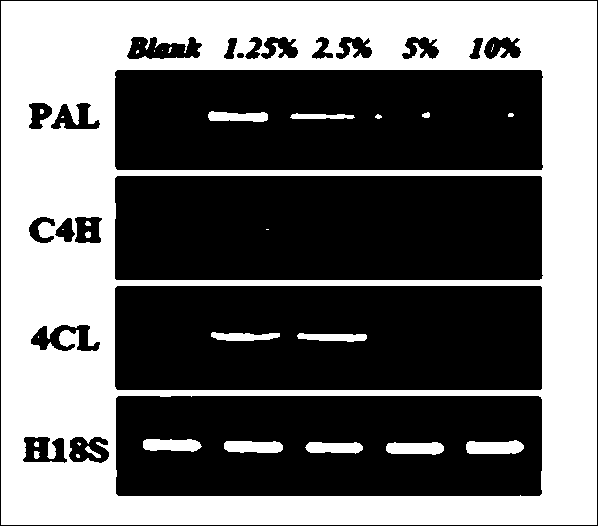 Method for inducing accumulation of stilbenes in grapes