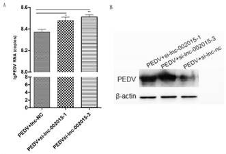 Application of siRNA sequences and target thereof in improving PEDV titer