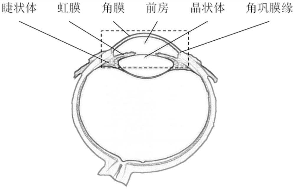 An anterior segment three-dimensional ultrasound scanning imaging device and method