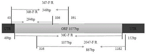 Nosema bombycis Met-AP2 gene and application thereof