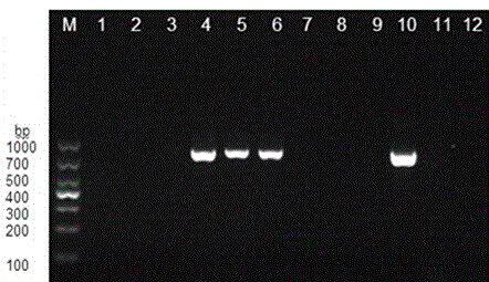 Nosema bombycis Met-AP2 gene and application thereof