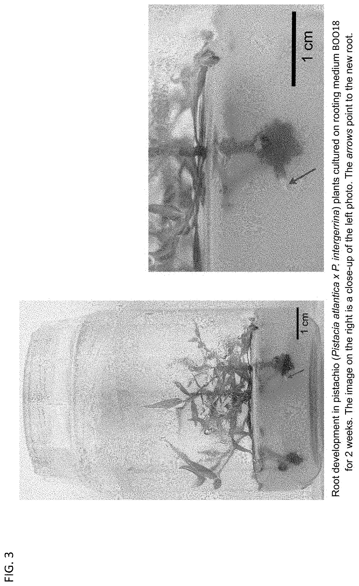 Compositions and methods for large-scale in vitro plant bioculture