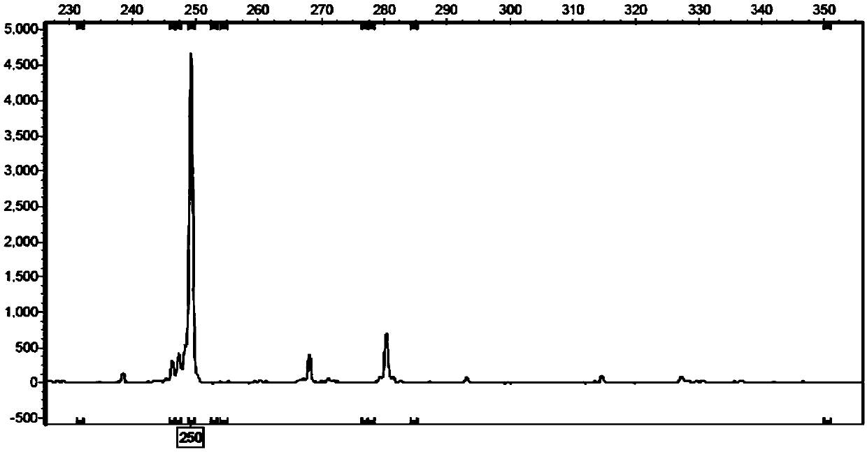 Method for identifying new variety Qingbi of fraxinus velutina by using capillary electrophoresis fluorescence SSR (Simple Sequence Repeat) fingerprint spectrum