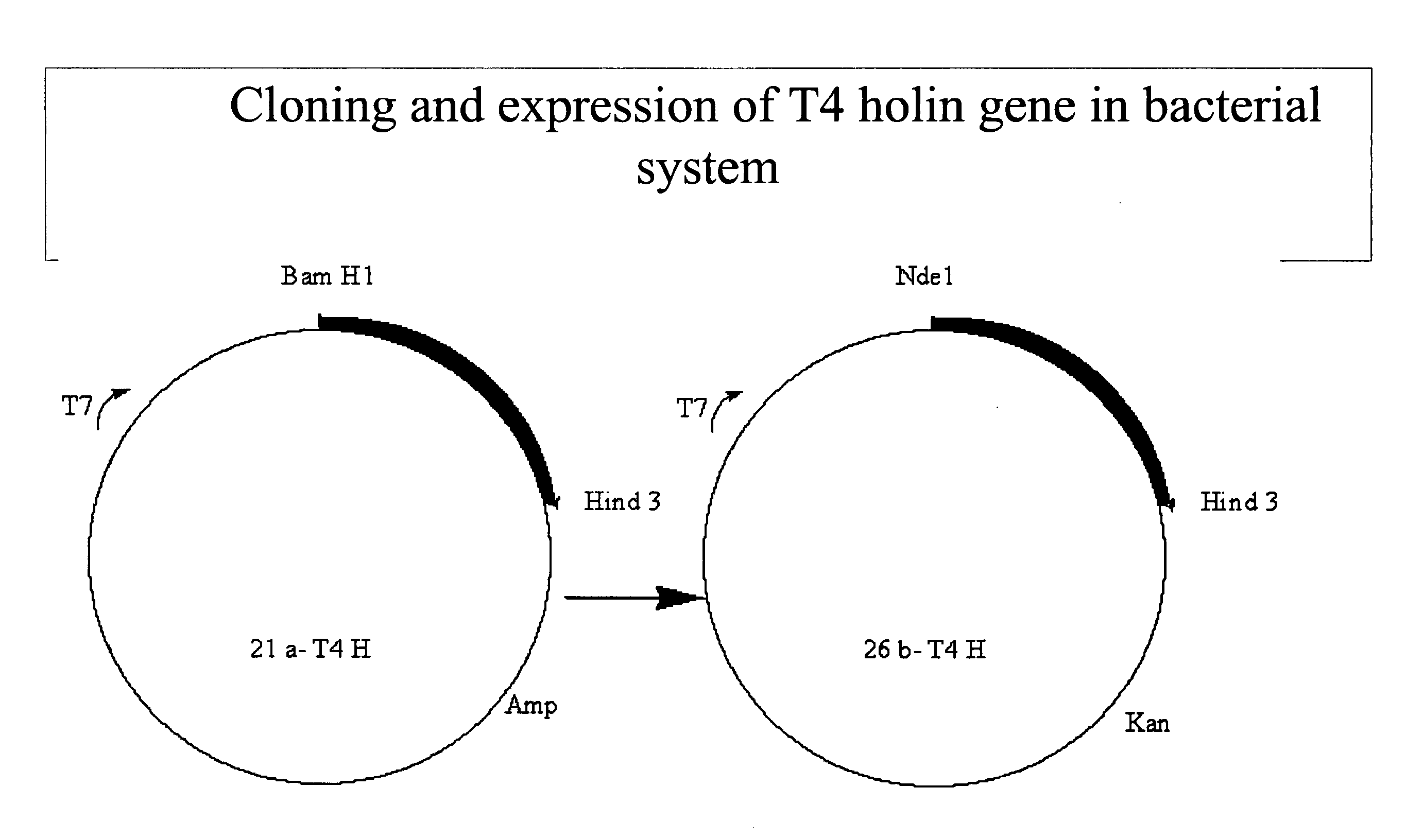 Incapacitated whole-cell immunogenic bacterial compositions produced by recombinant expression