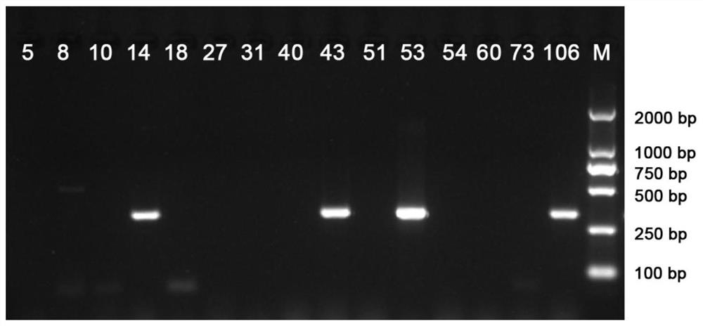Primer pairs and kit for identifying mating type of ganoderma lucidum protoplast monokaryon and application of primer pairs