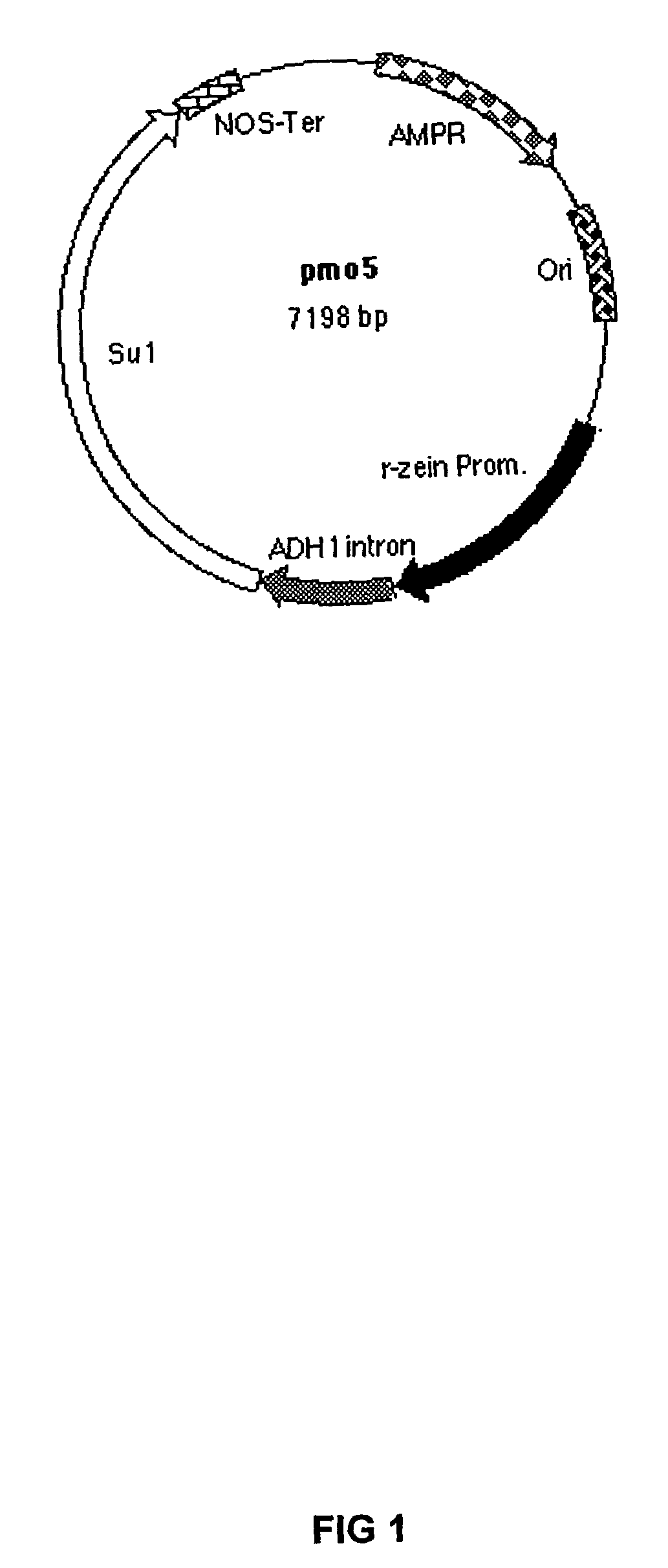 Transgenic corn plants having seeds with modified cornstarch characteristics and method of making the transgenic corn plants