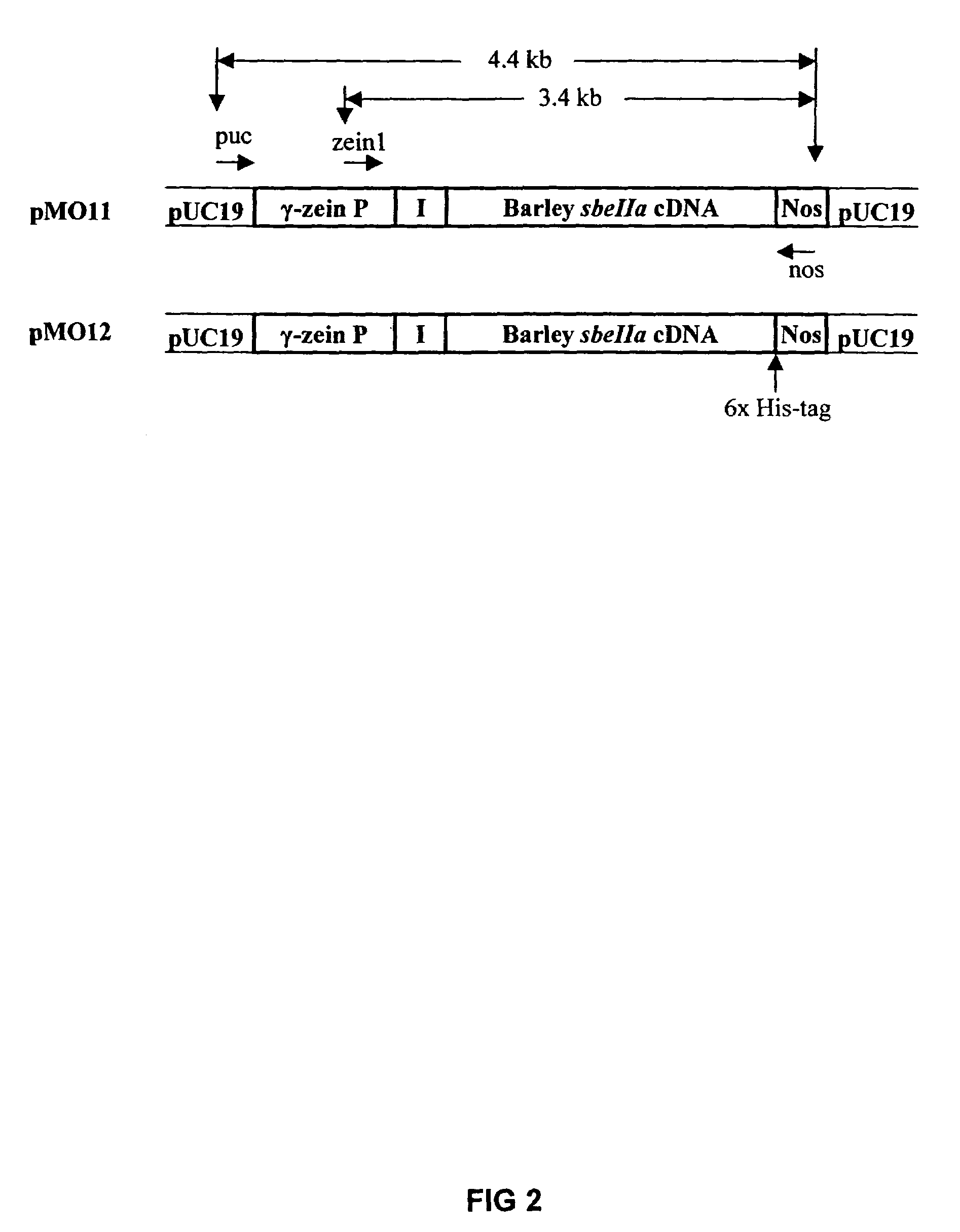 Transgenic corn plants having seeds with modified cornstarch characteristics and method of making the transgenic corn plants