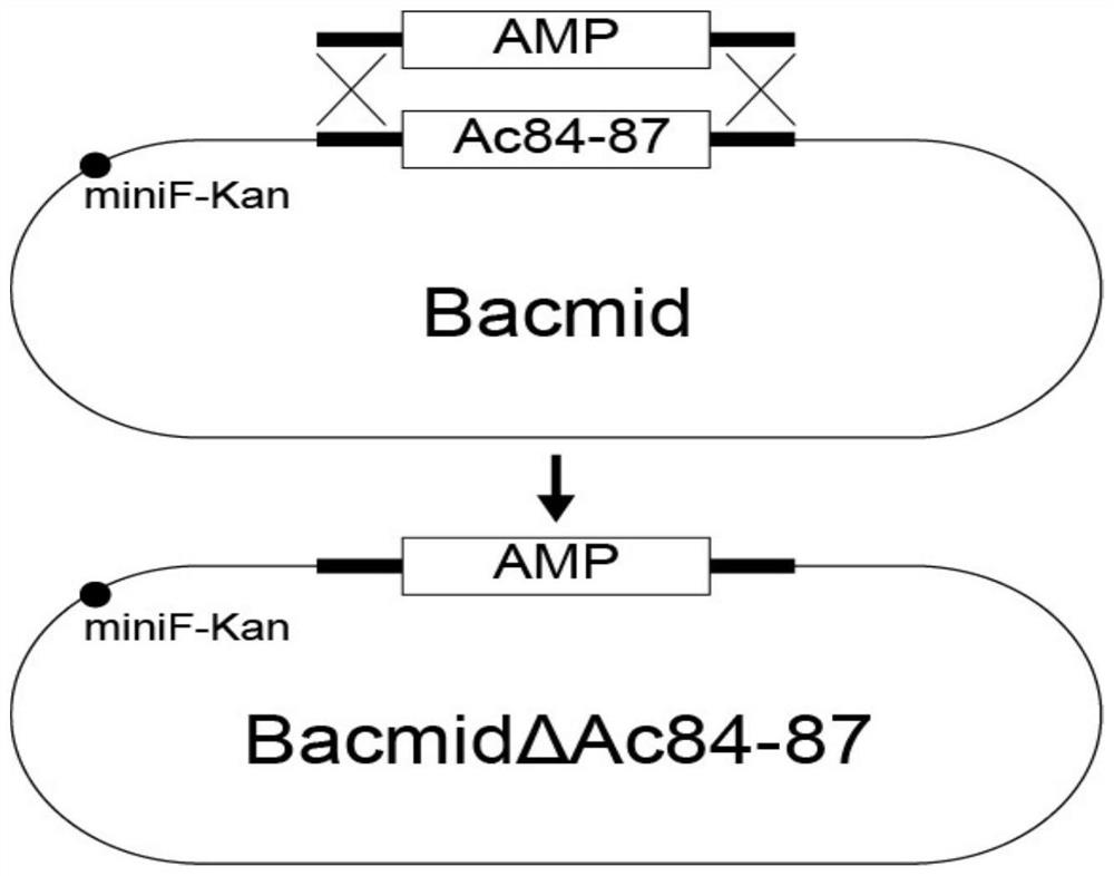 A baculovirus expression vector