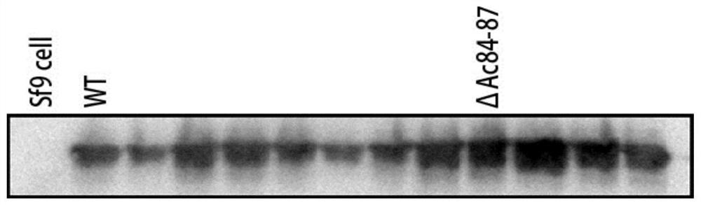 A baculovirus expression vector