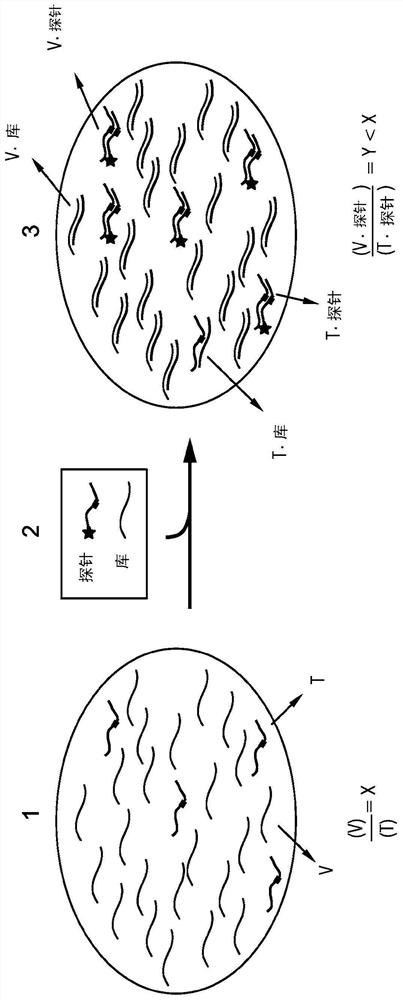 Competitive composition of nucleic acid molecules for enrichment of rare allele-containing species