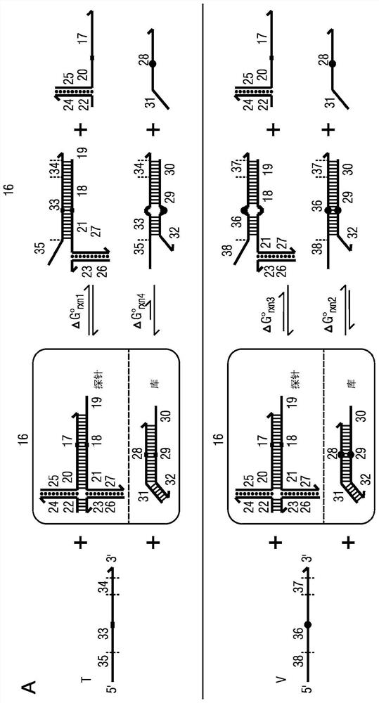 Competitive composition of nucleic acid molecules for enrichment of rare allele-containing species