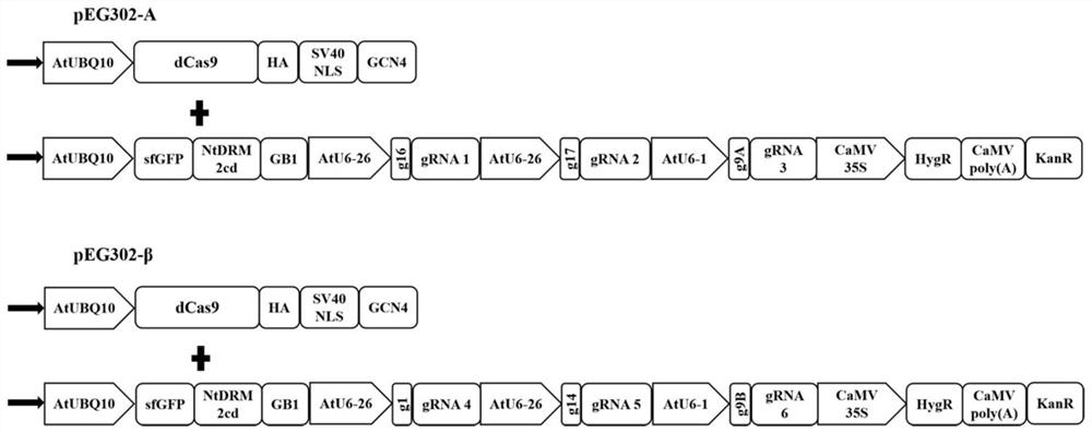 Vector and its construction and application based on the crispr/cas9 SunTag system for inhibiting geminivirus infection