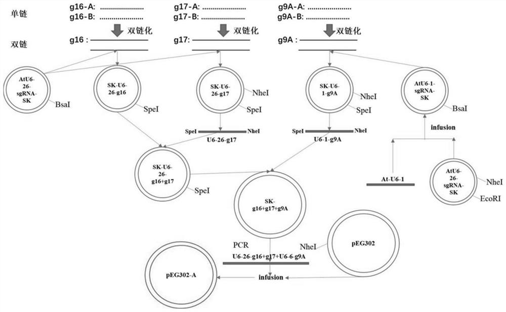 Vector and its construction and application based on the crispr/cas9 SunTag system for inhibiting geminivirus infection