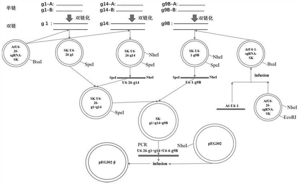 Vector and its construction and application based on the crispr/cas9 SunTag system for inhibiting geminivirus infection