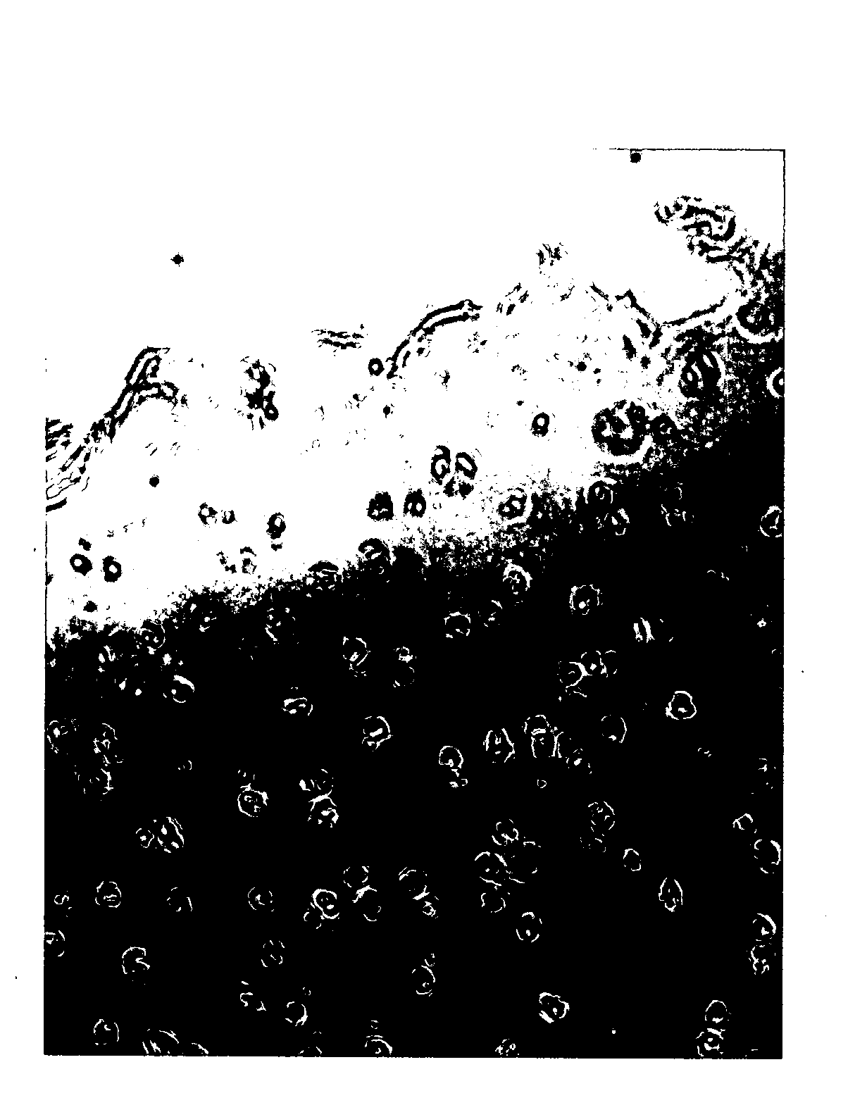 Cultured Cell Sheet, Production Method Thereof, and Application Method Thereof