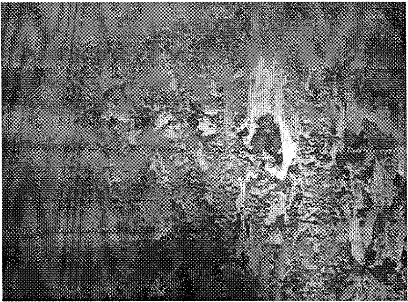 CSP process-based manufacturing method of economical hot-rolled dual-phase steel with high surface quality