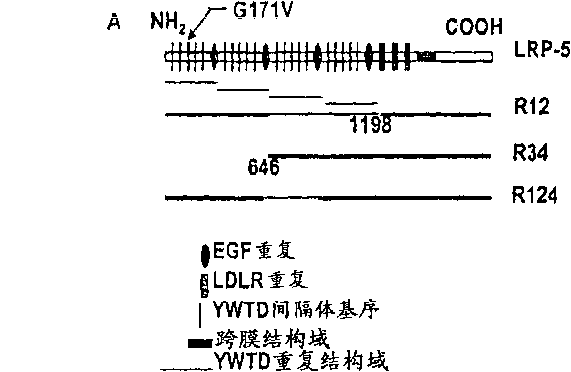 Compositions and methods for bone formation and remodeling