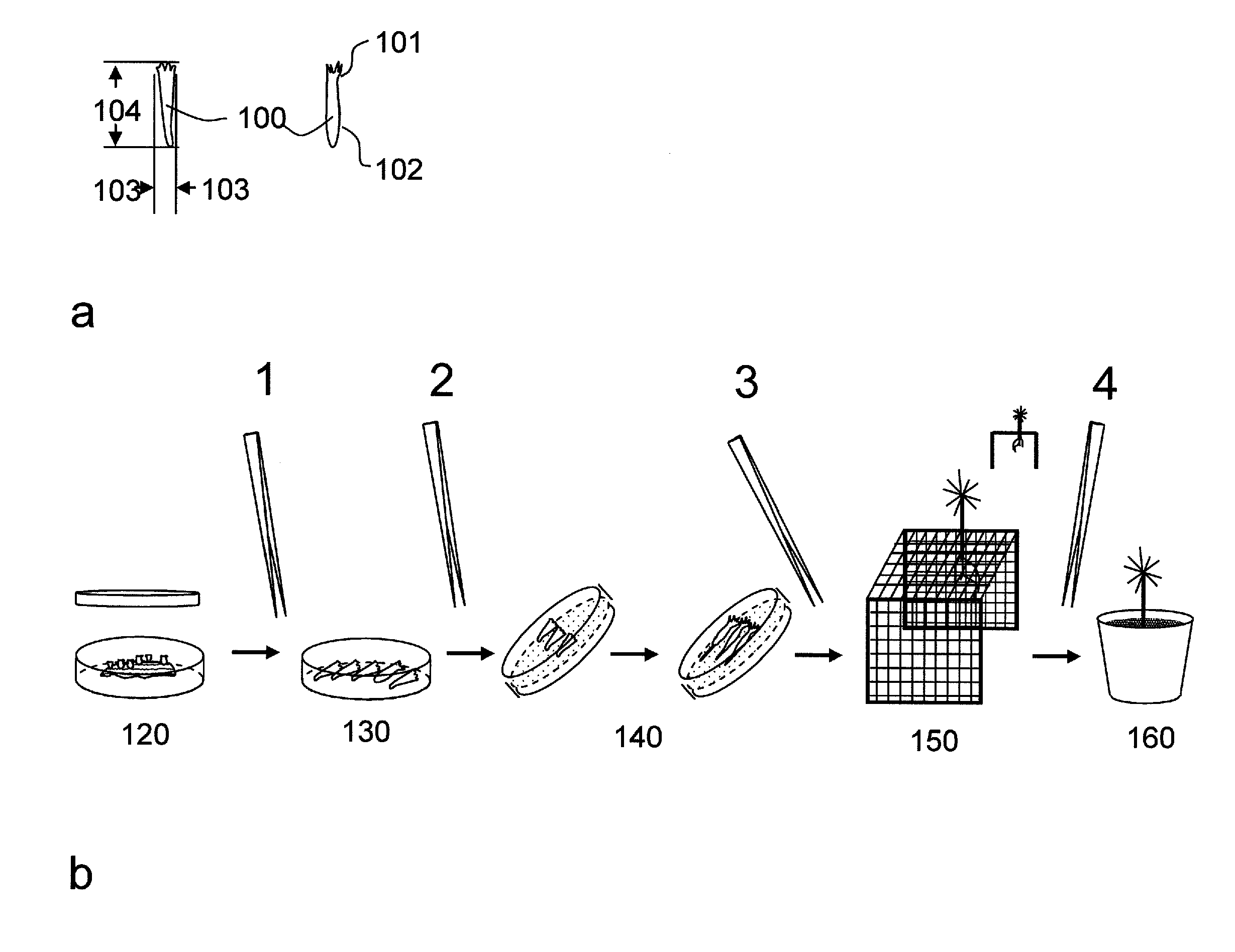 Fluidics-based orientation and sorting device for plant embryos