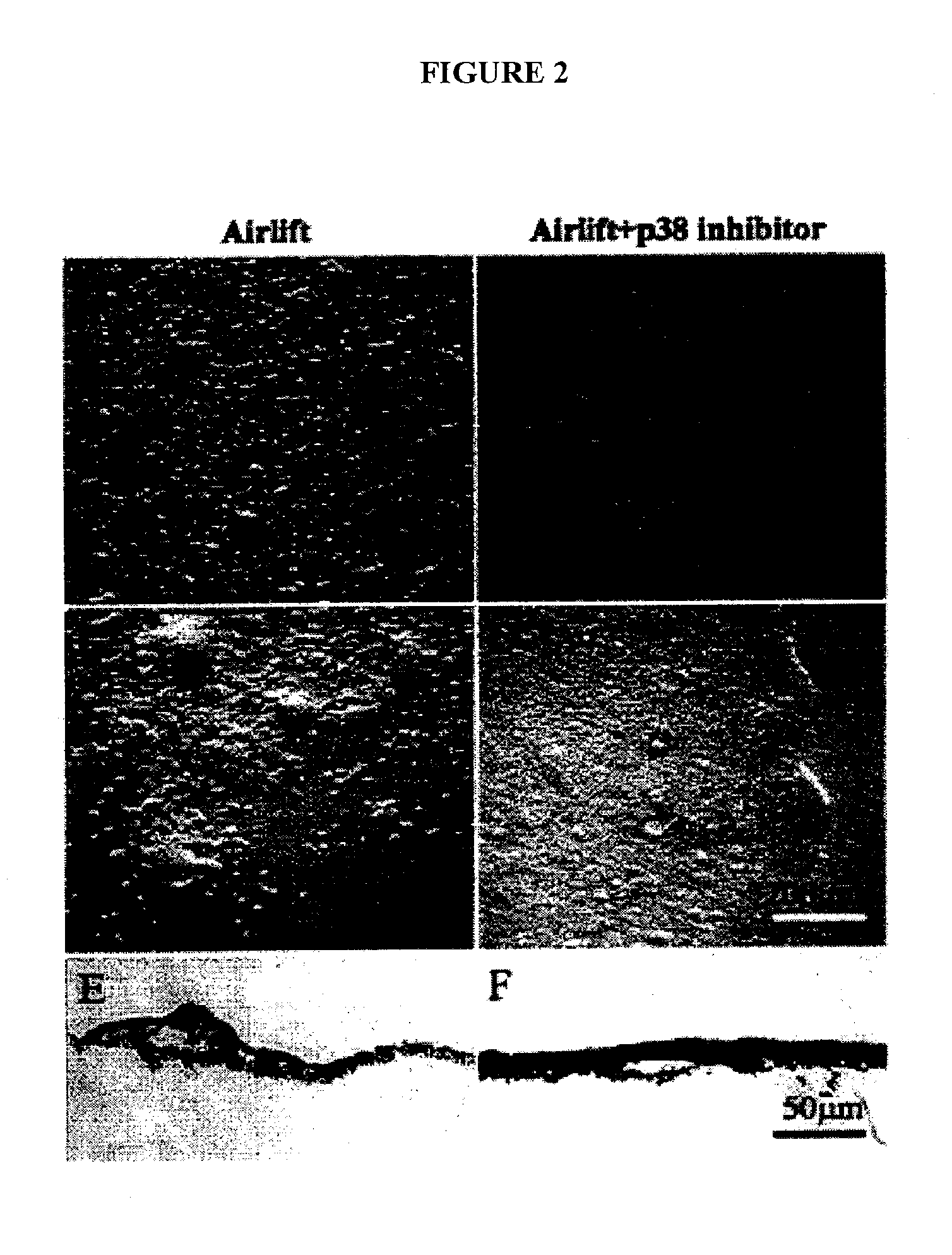 Isolation and expansion of animal cells in cell cultures