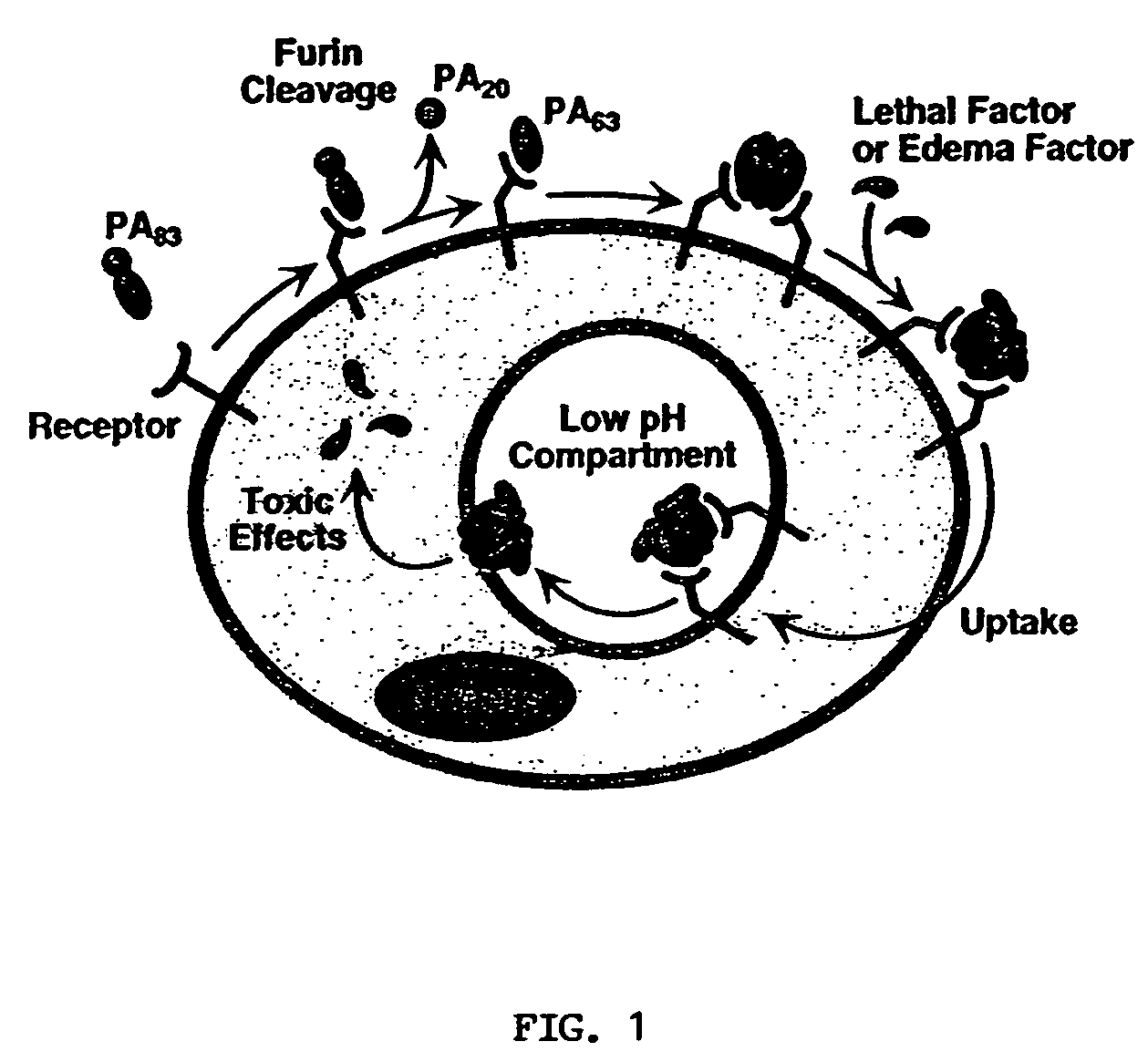 Anthrax antitoxins