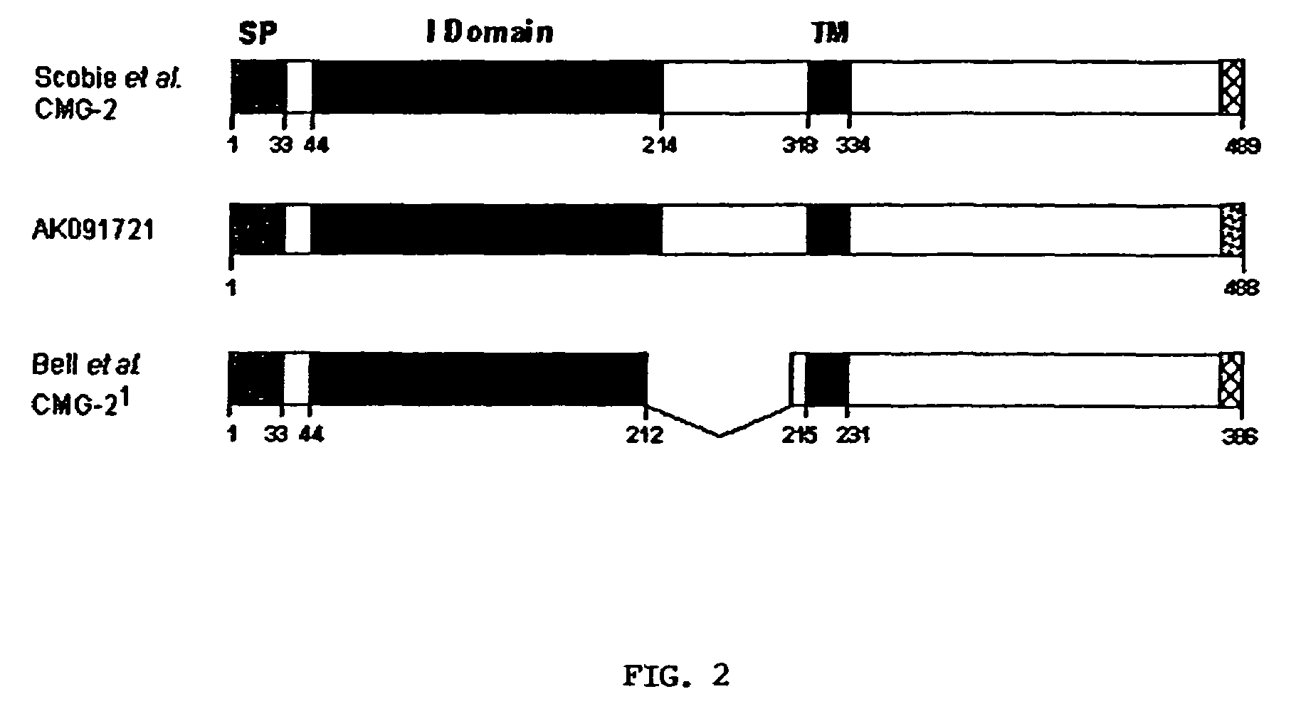 Anthrax antitoxins