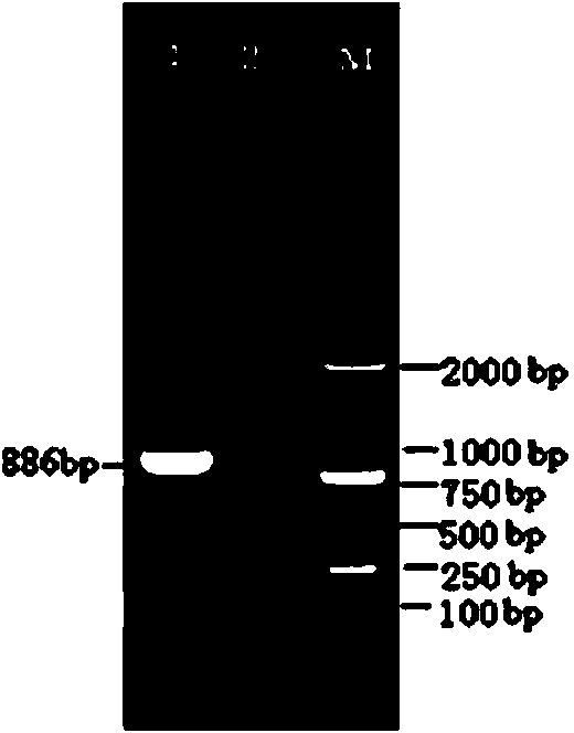 Porcine transmissible gastroenteritis virus and application thereof