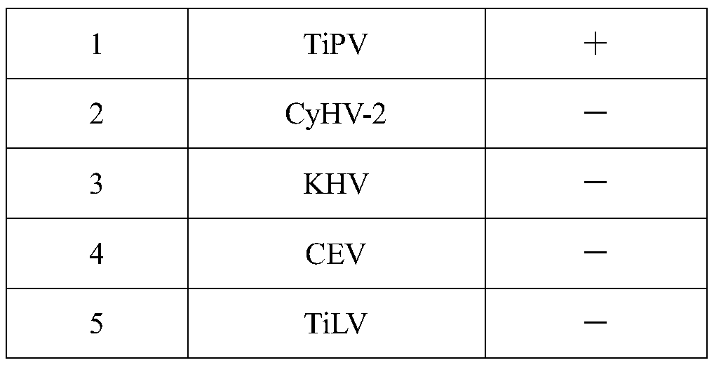 A kind of tilapia parvovirus tipv and pcr detection primer and its application