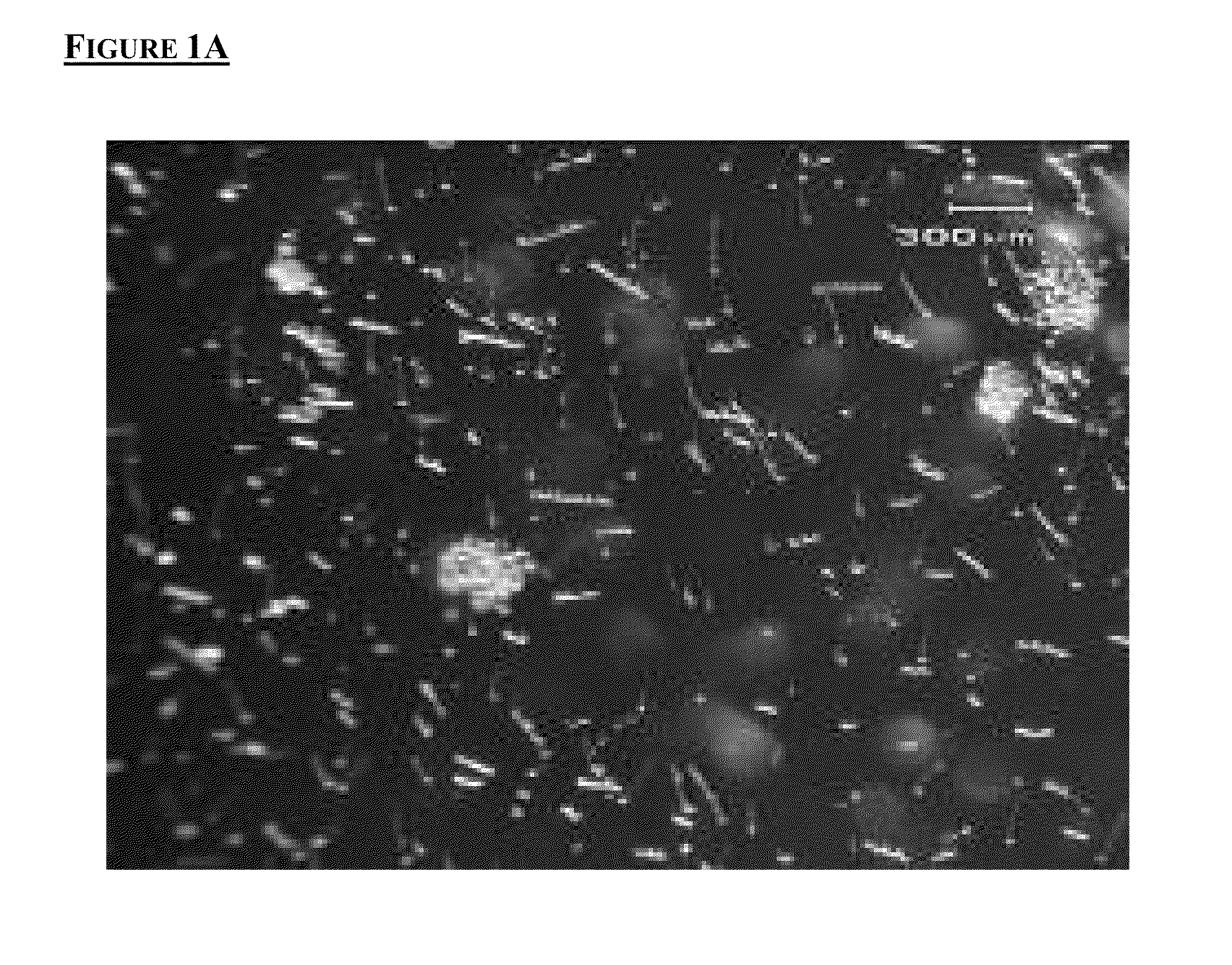 Microcarriers for Stem Cell Culture