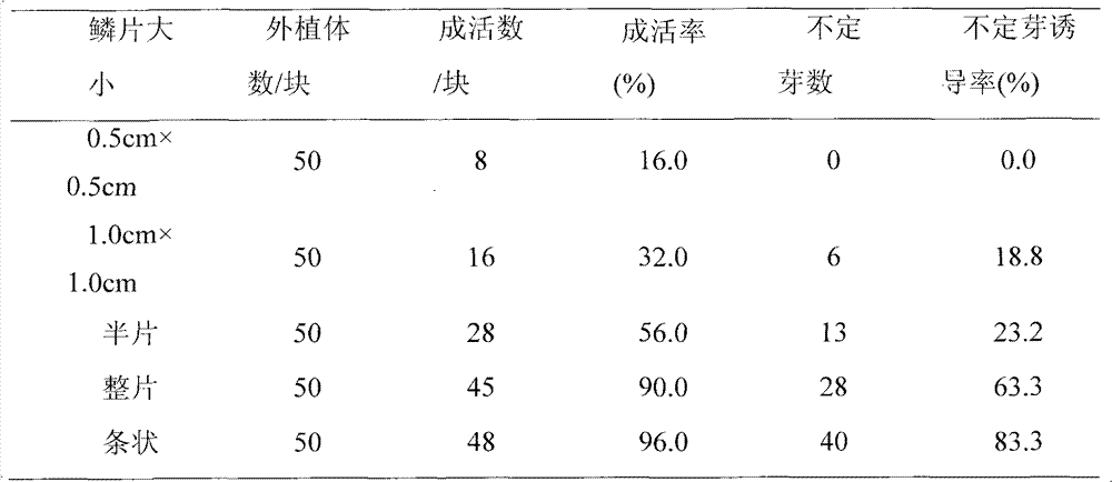 Tissue culture method for lilium tenuifolium