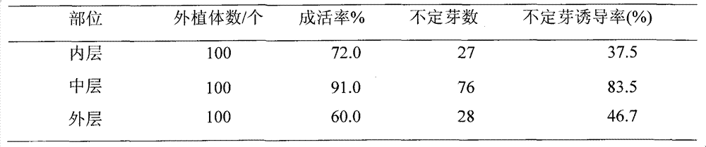 Tissue culture method for lilium tenuifolium