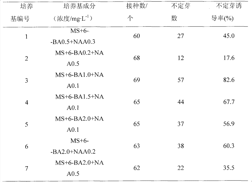 Tissue culture method for lilium tenuifolium