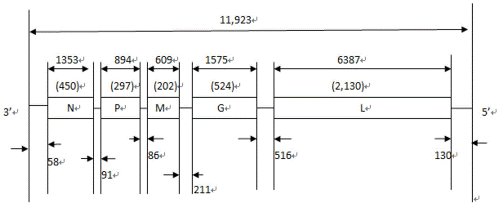 Rabies virus attenuated strains as well as breeding method and application thereof