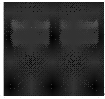 Nitraria tangutorum CBL-interacting protein kinase 9 (NtCIPK9) gene, expressed protein thereof and application thereof