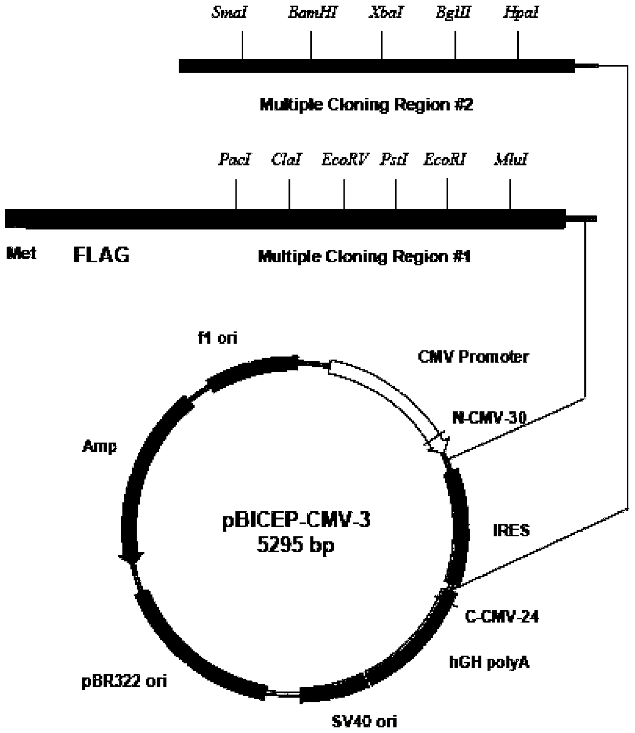 Ku70 protein mutant with tumor cell proliferation inhibition function, and gene and application thereof