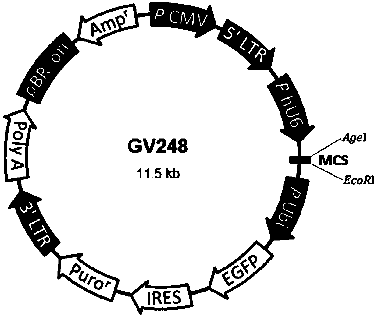 Ku70 protein mutant with tumor cell proliferation inhibition function, and gene and application thereof