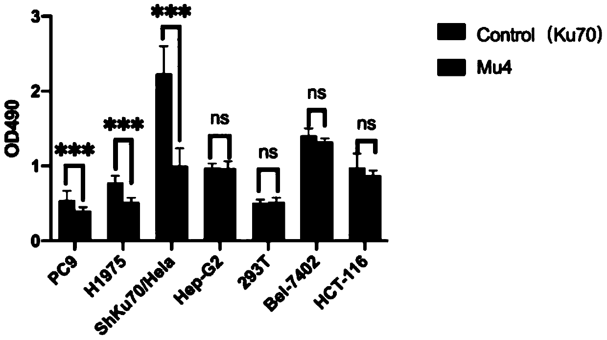 Ku70 protein mutant with tumor cell proliferation inhibition function, and gene and application thereof