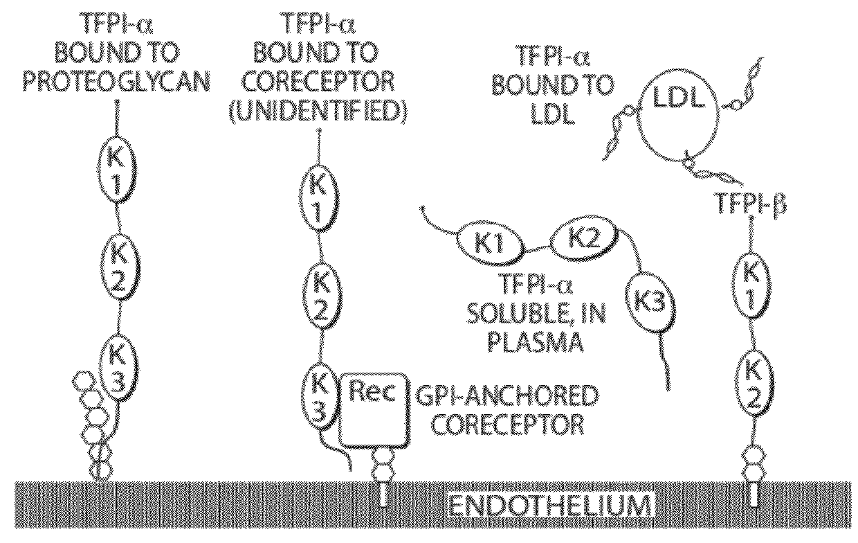 Aptamers to tissue factor pathway inhibitor and their use as bleeding disorder therapeutics